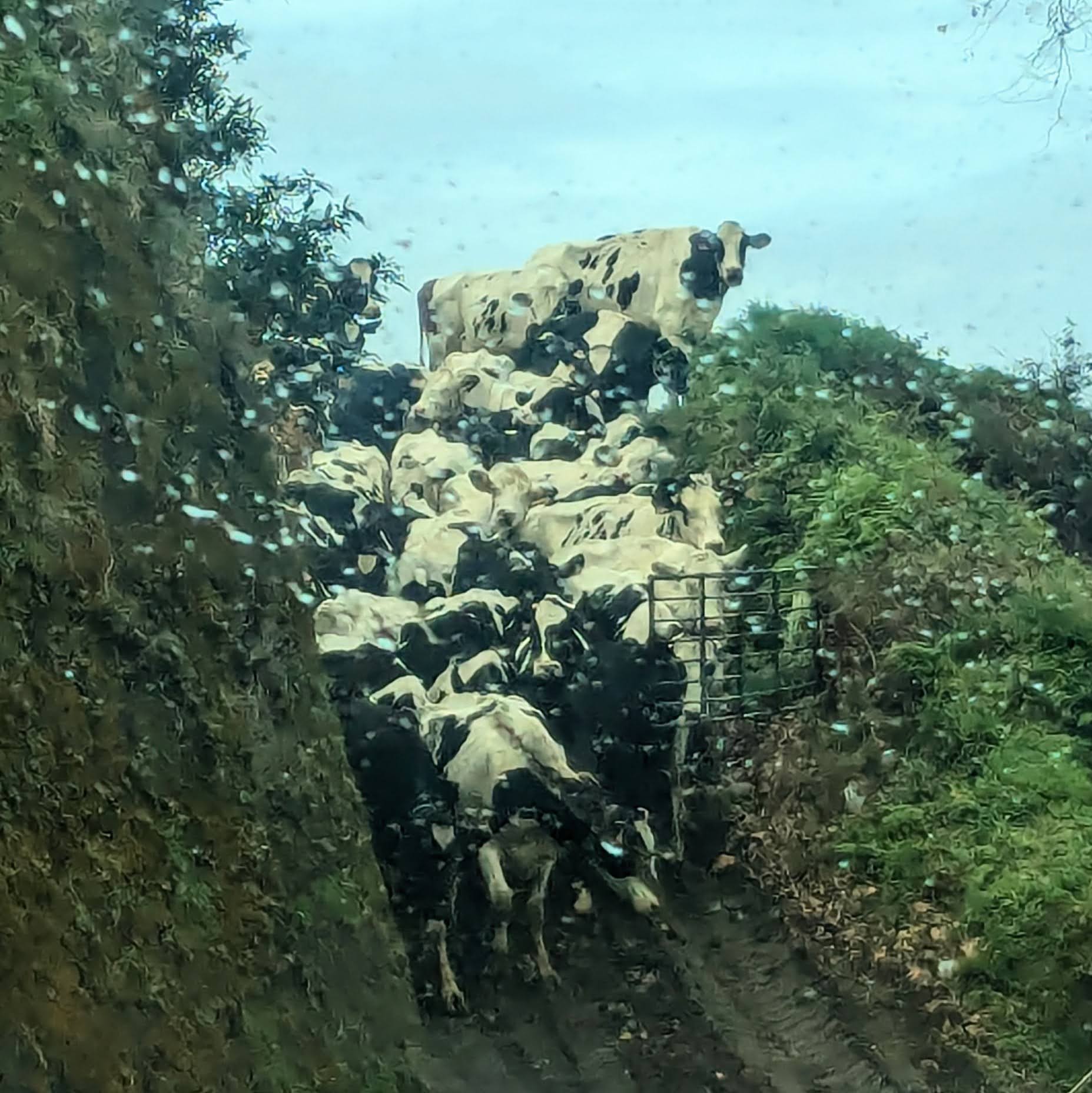 Cows