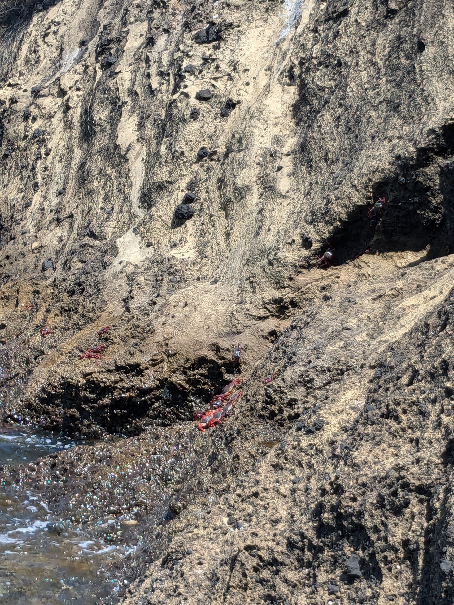 border where crab lives